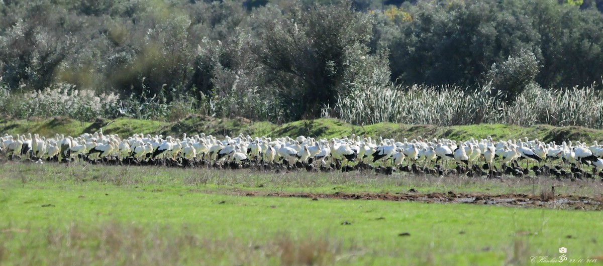 White Stork - ML121105641