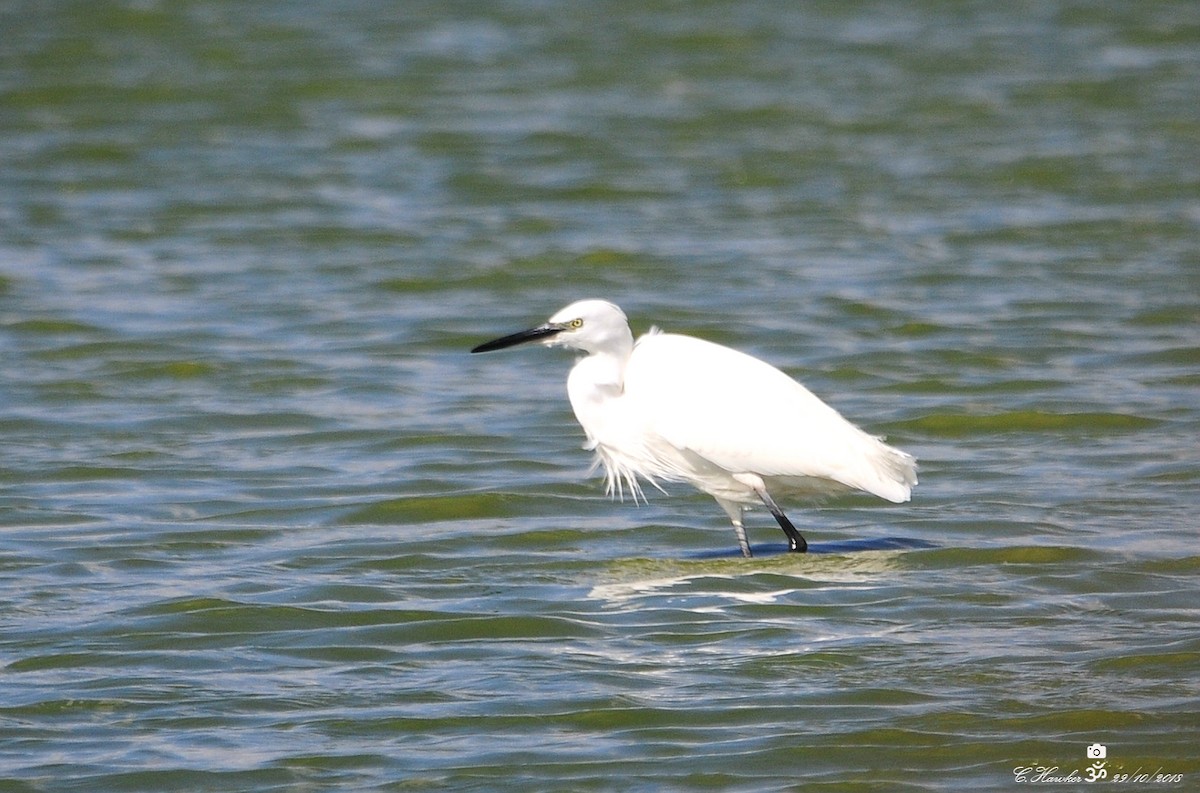 Little Egret - Carl  Hawker