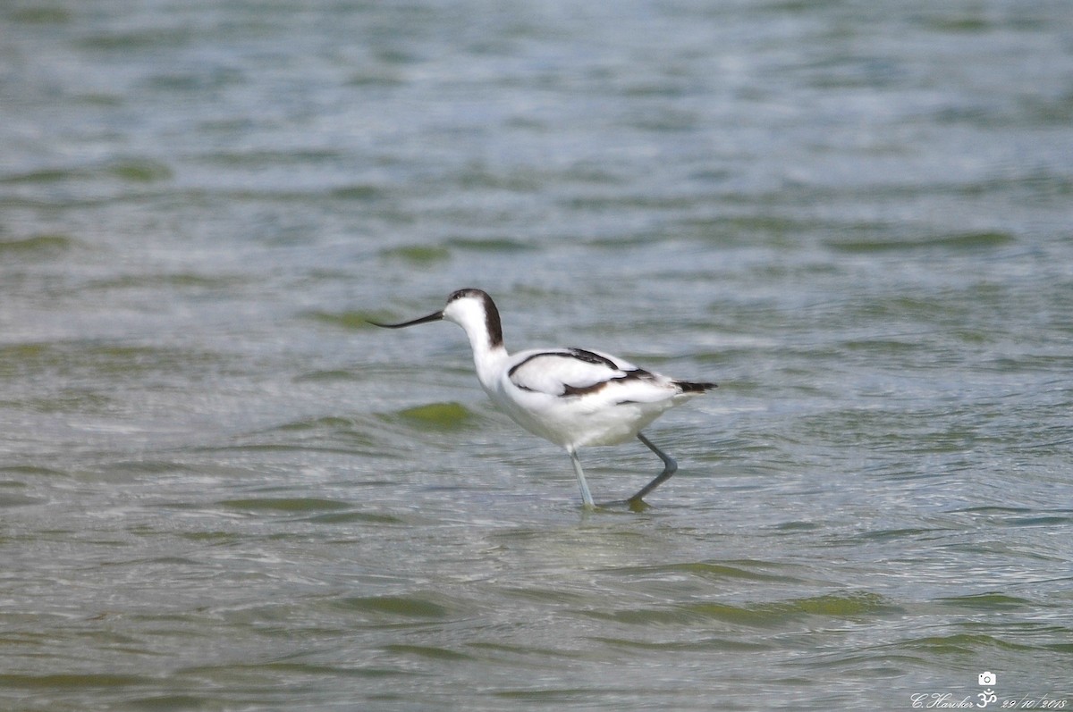 Avoceta Común - ML121105741