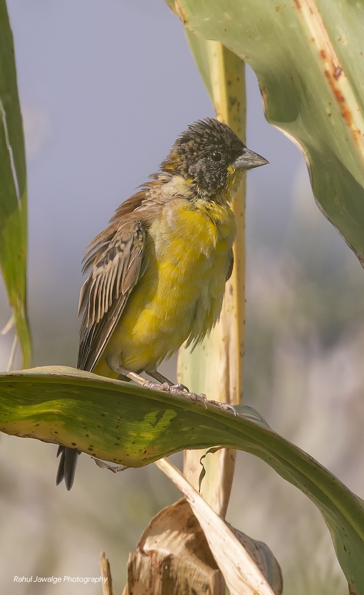 Black-headed Bunting - Rahul Jawalge