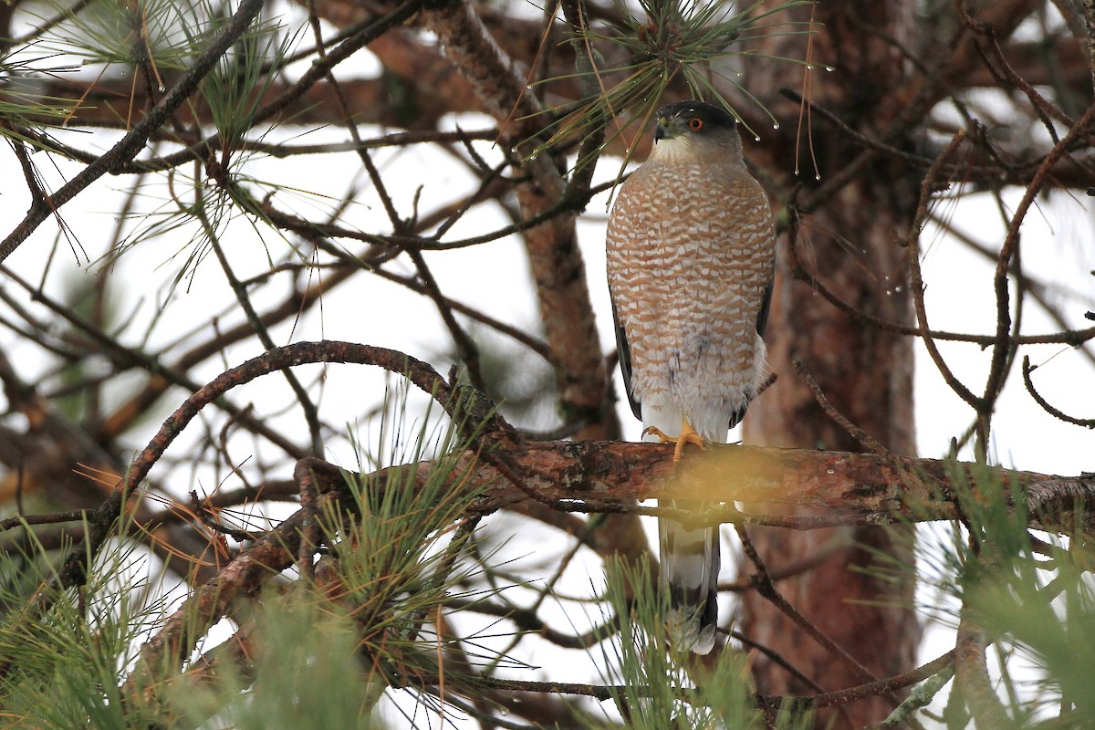 Cooper's Hawk - ML121106741