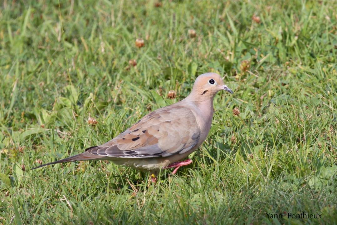 Mourning Dove - Yann Ponthieux