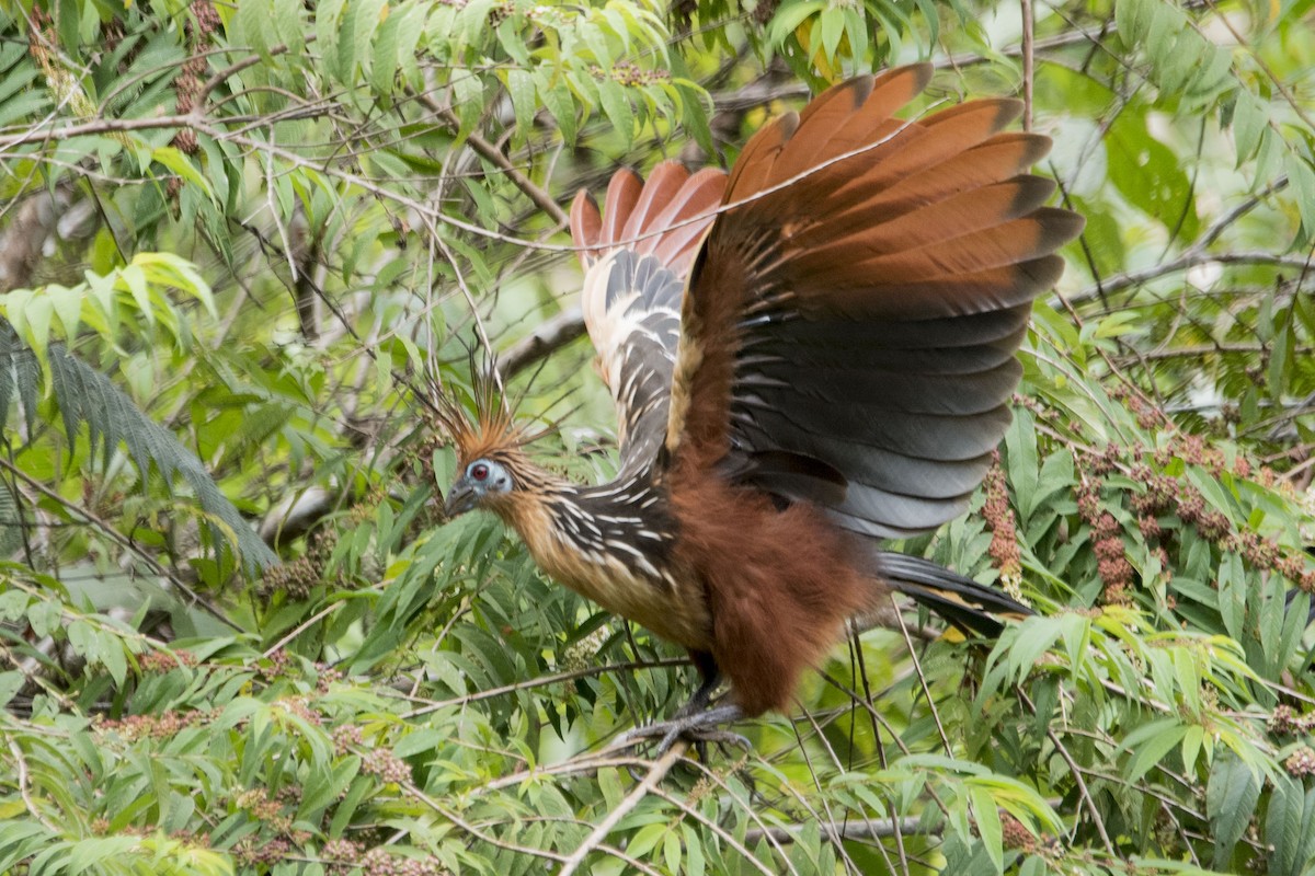 Hoatzin - ML121111171