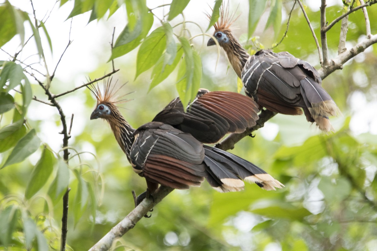 Hoatzin - ML121111311