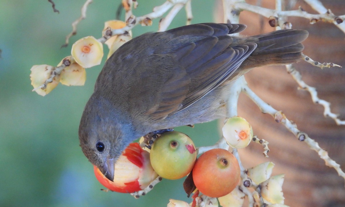 Barbados Bullfinch - ML121112811