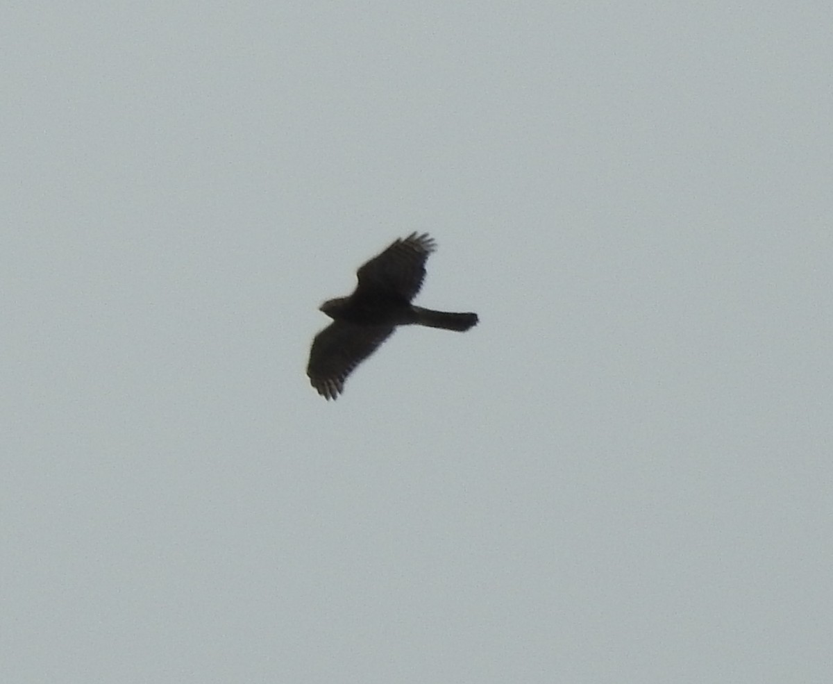 American Goshawk - ML121113891