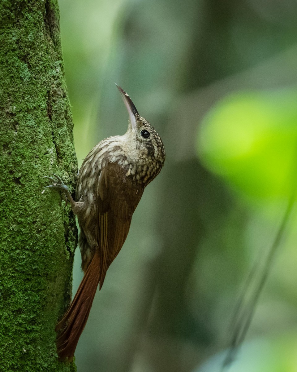 Lesser Woodcreeper - Eden Fontes