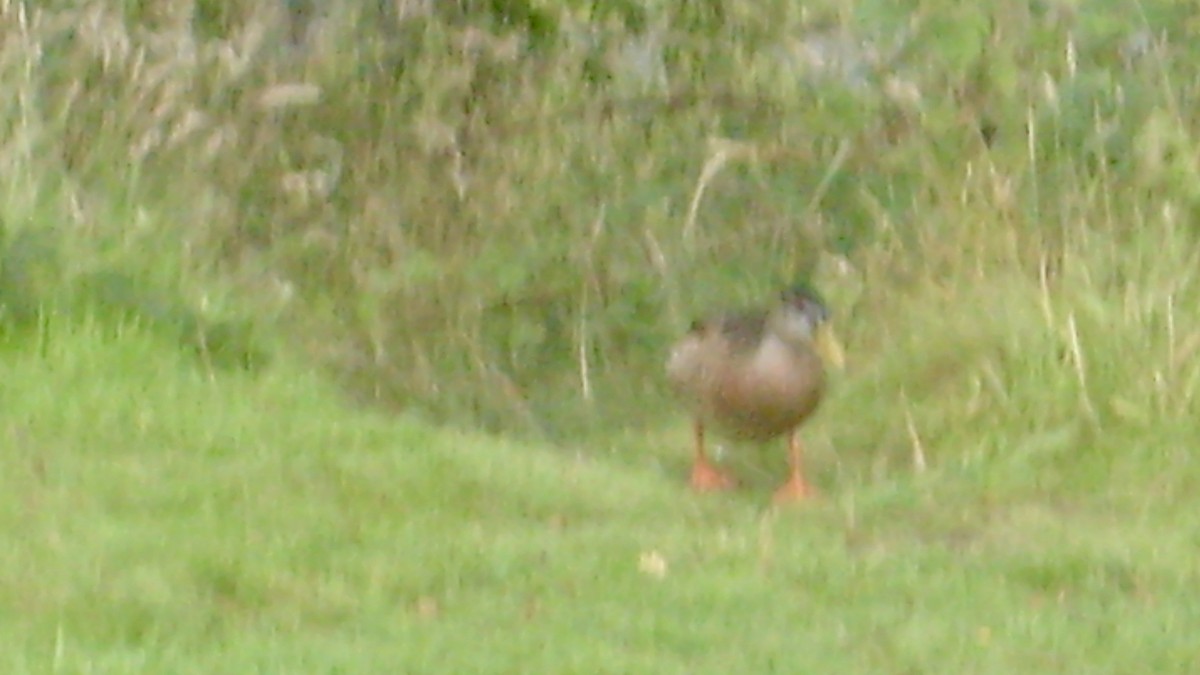 Mallard - ML121117781