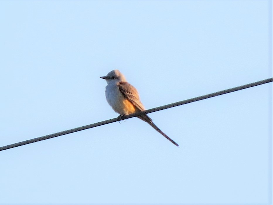 Scissor-tailed Flycatcher - ML121118961