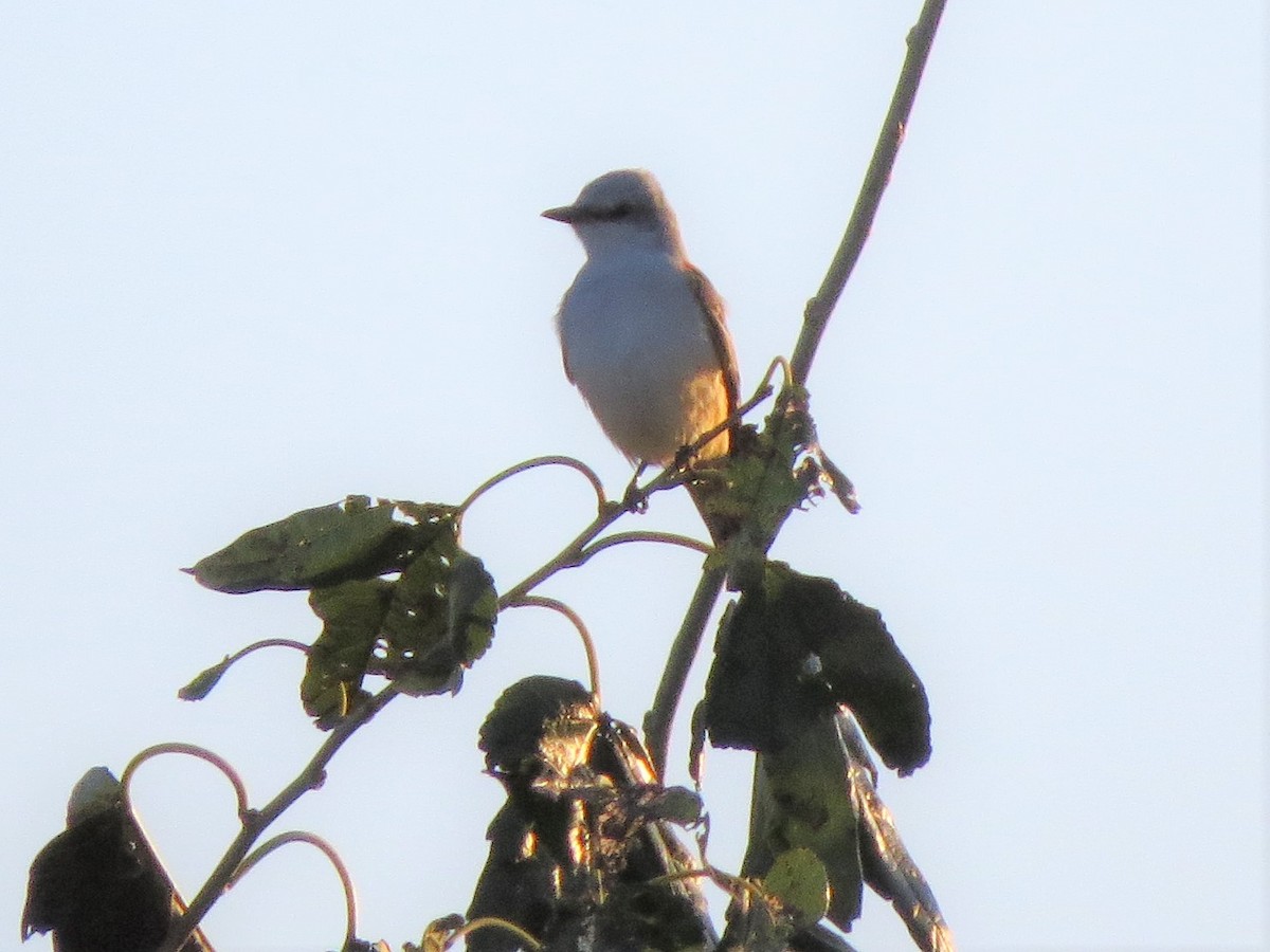 Scherenschwanz-Königstyrann - ML121119021