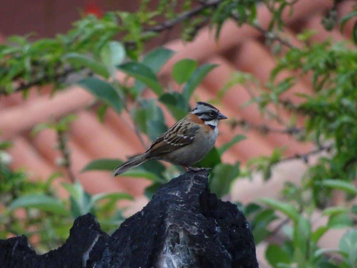 Rufous-collared Sparrow - ML121120021