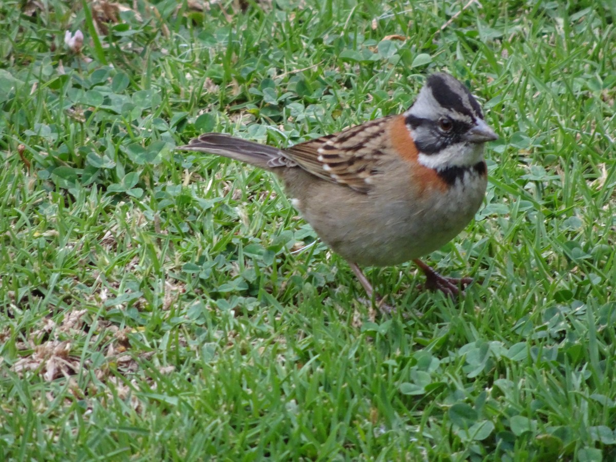 Rufous-collared Sparrow - ML121120031