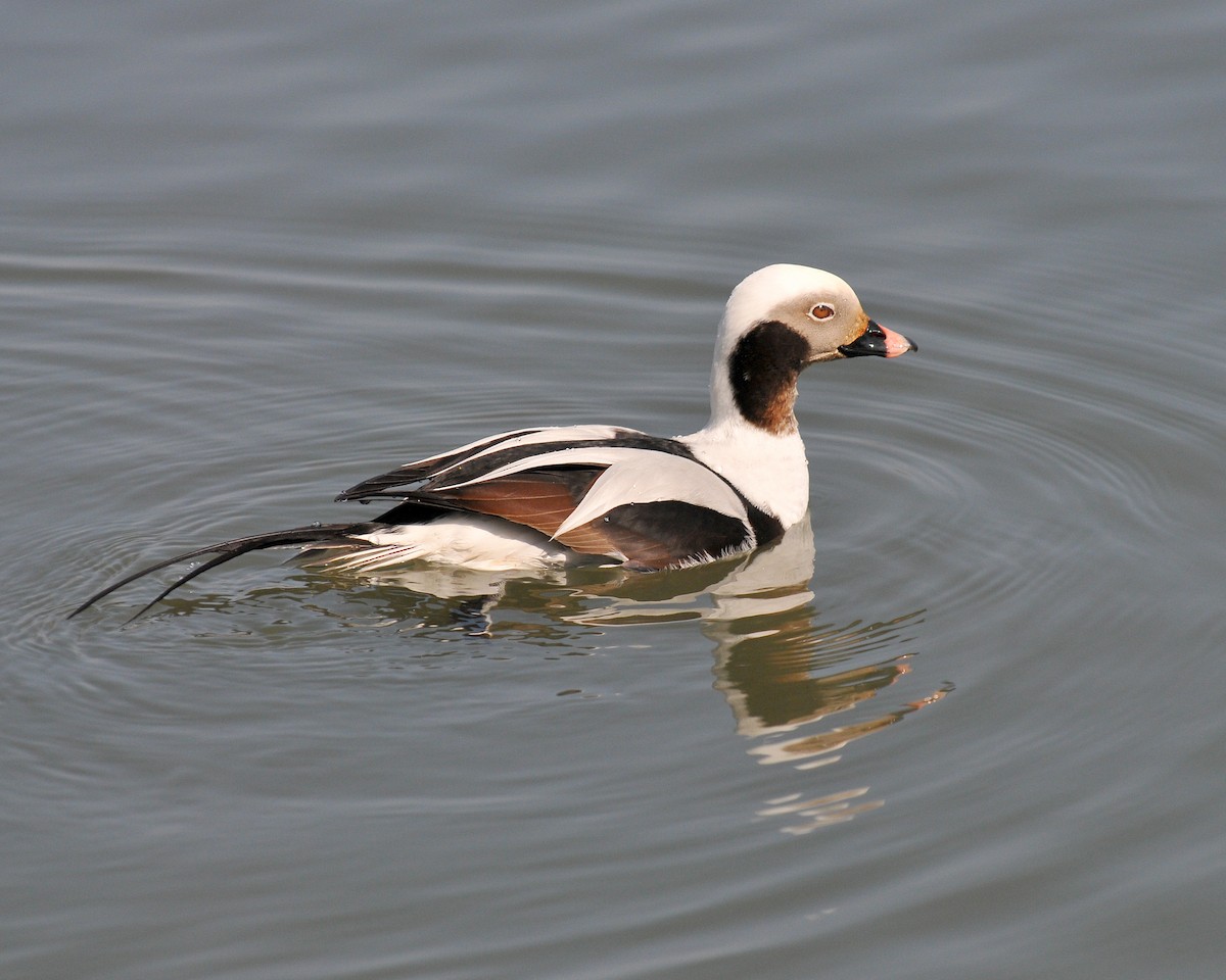 Long-tailed Duck - Ed McAskill