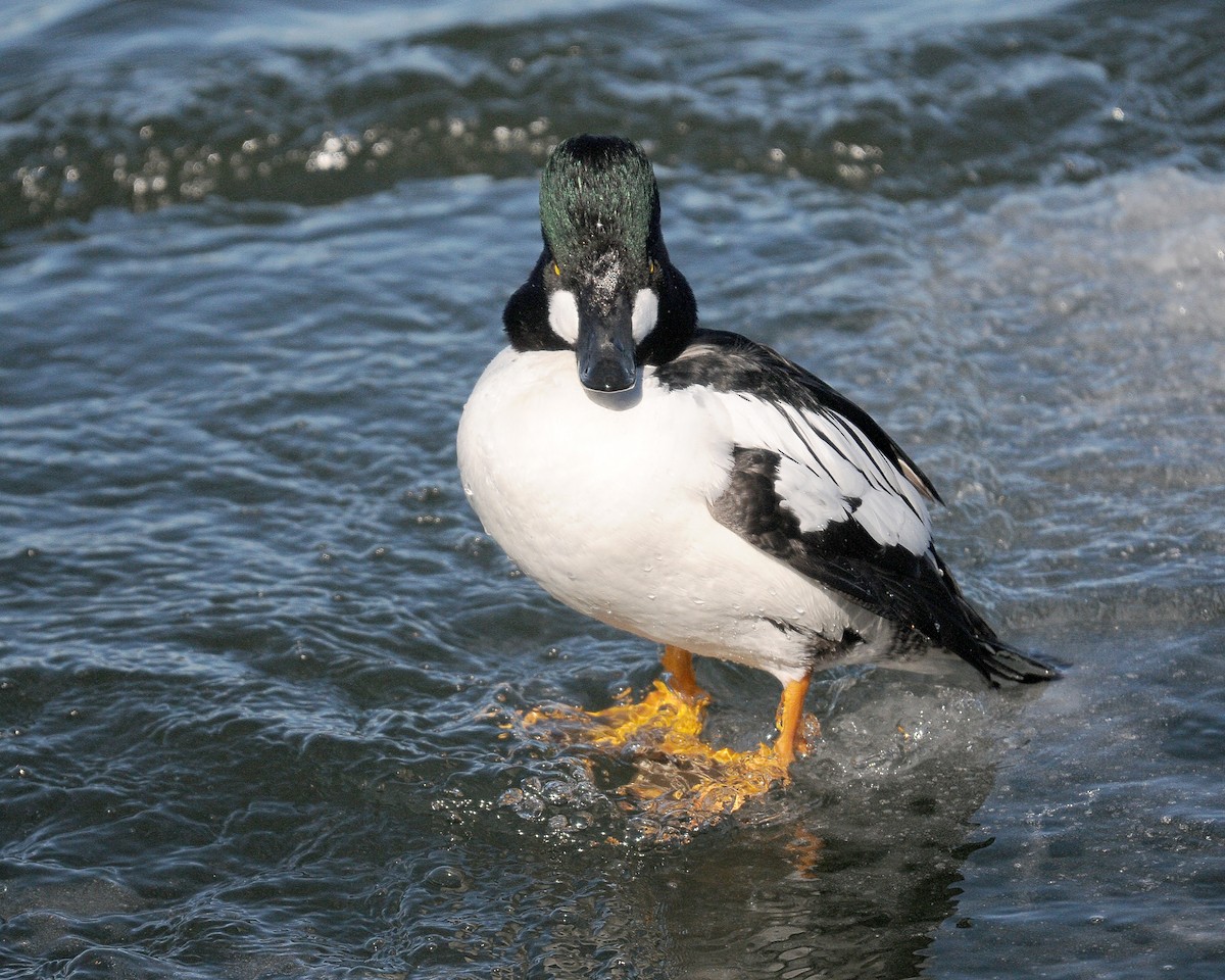 Common Goldeneye - ML121120101