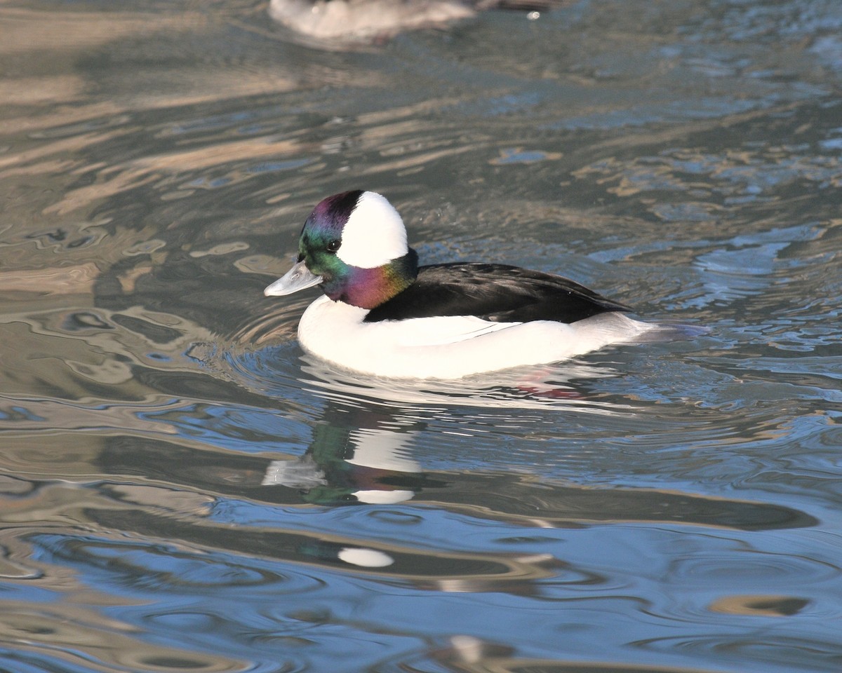 Bufflehead - ML121120171