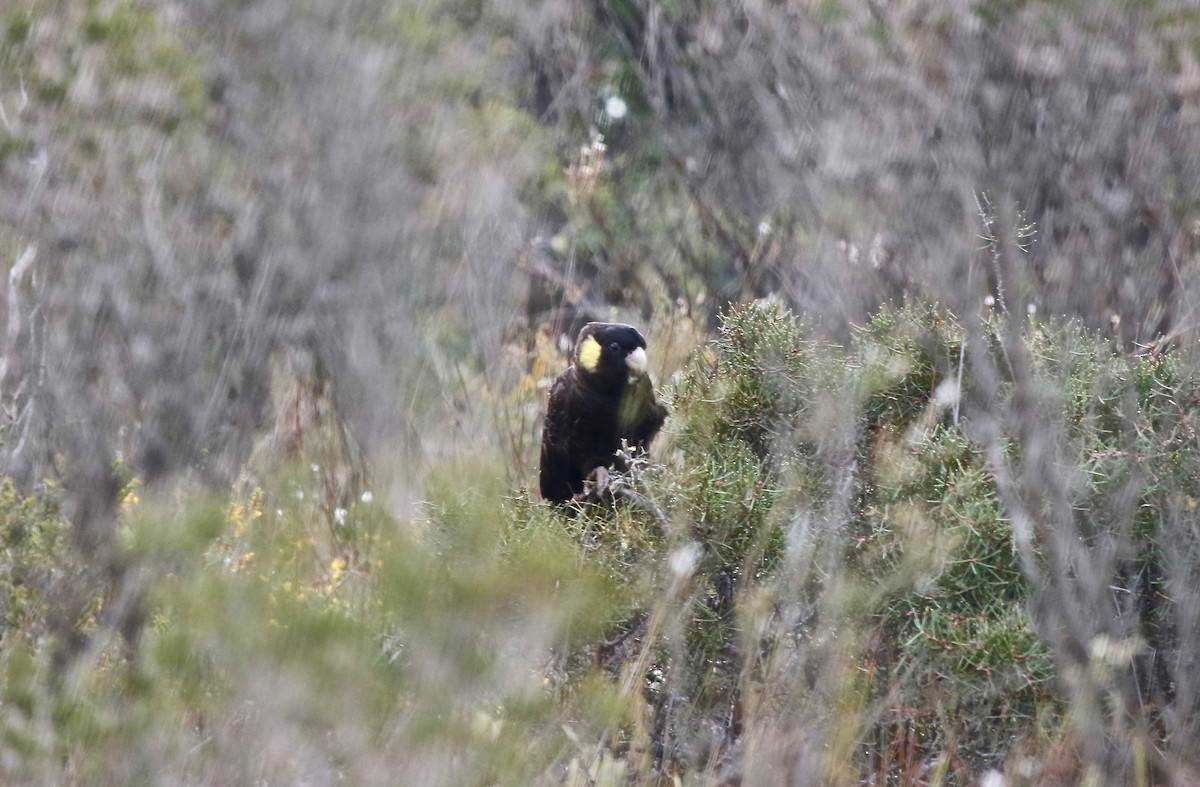 Yellow-tailed Black-Cockatoo - ML121120501