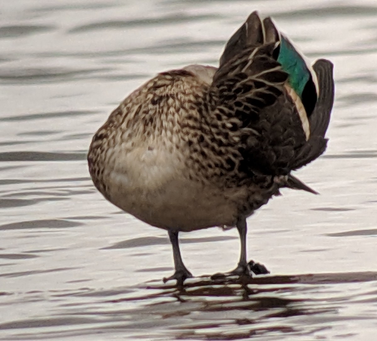 Green-winged Teal - Clem Nilan