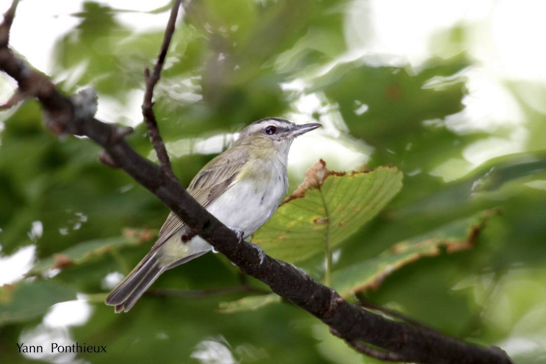 Red-eyed Vireo - Yann Ponthieux