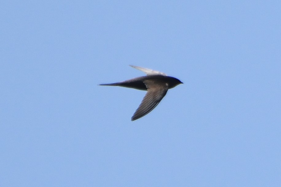 African Swift - ML121129901