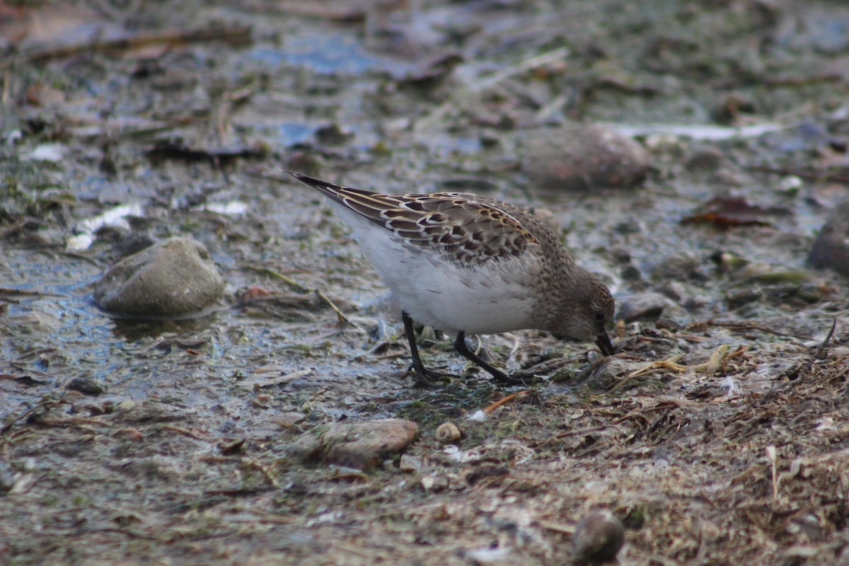 White-rumped Sandpiper - ML121130801