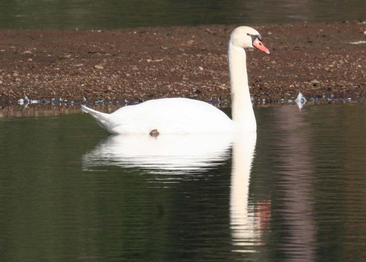 Mute Swan - ML121131061