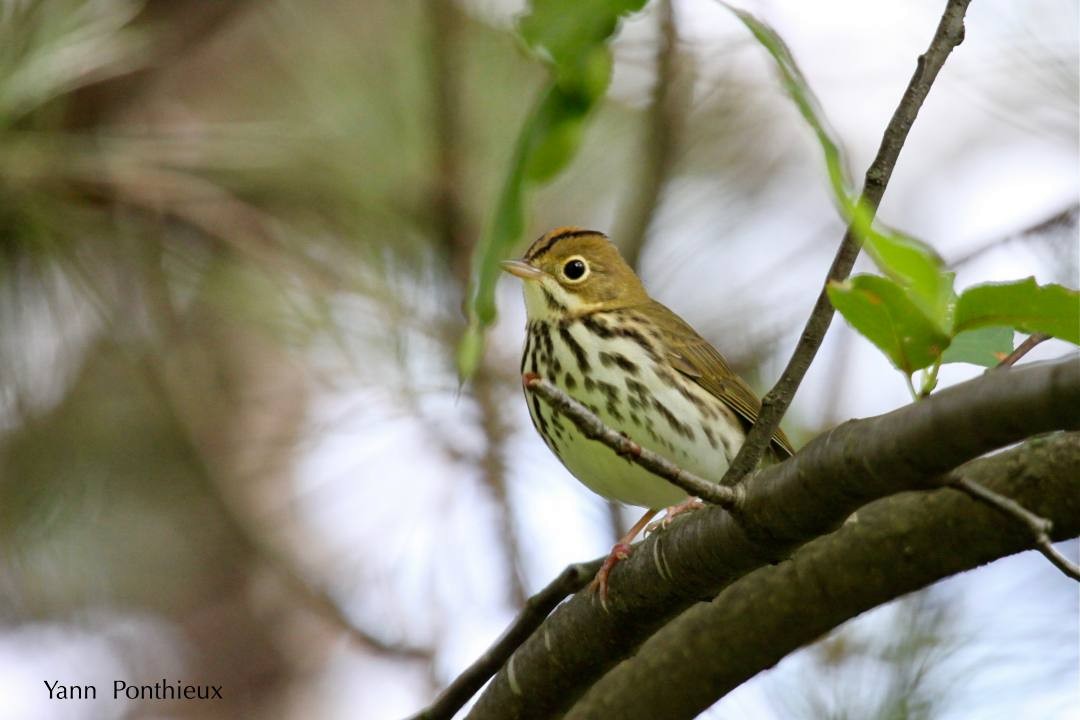 Ovenbird - ML121131421