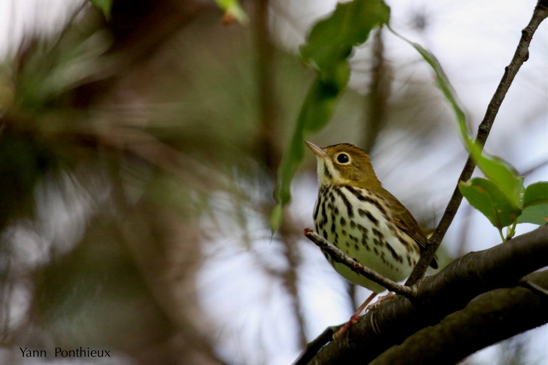 Ovenbird - ML121131441