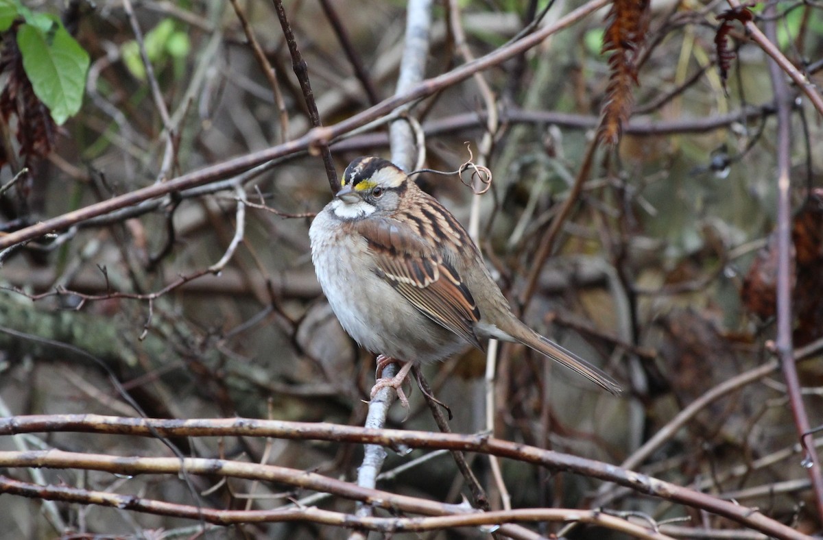 White-throated Sparrow - ML121132731