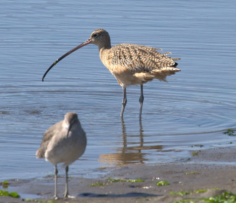 Long-billed Curlew - ML121132841