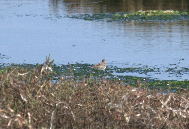 Least Sandpiper - Marnie Mitchell