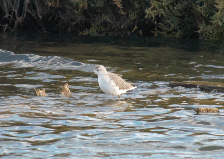 Marsh Sandpiper - ML121135701