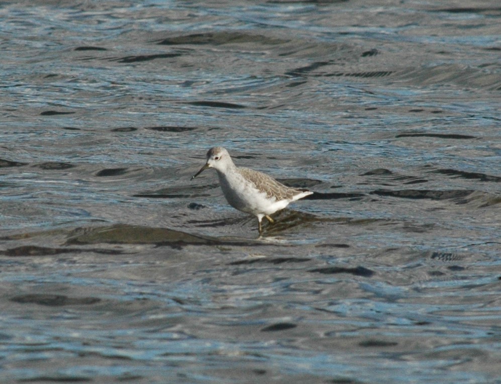 Marsh Sandpiper - ML121135711