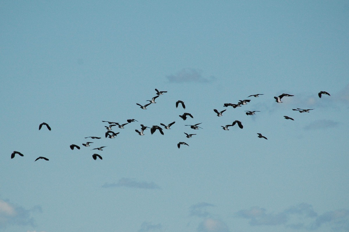 Northern Lapwing - ML121135881