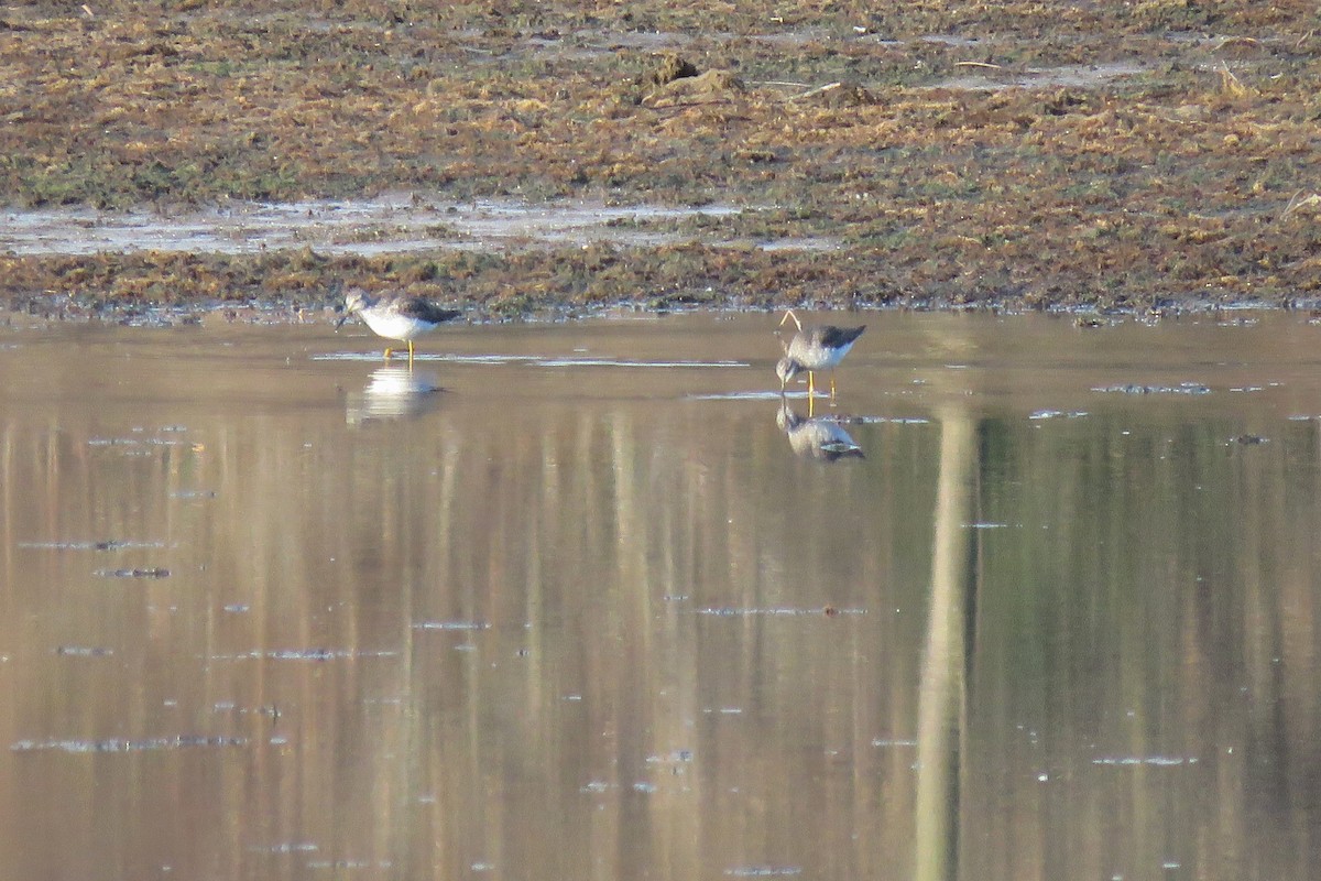 Greater Yellowlegs - ML121136211