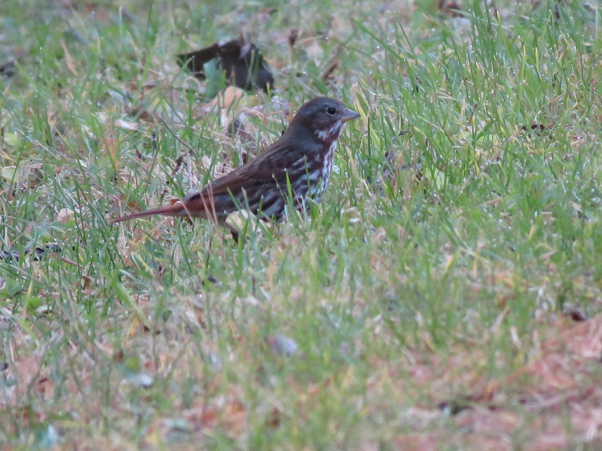 Fox Sparrow - ML121136631