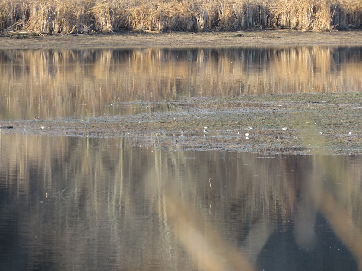 shorebird sp. - ML121136941