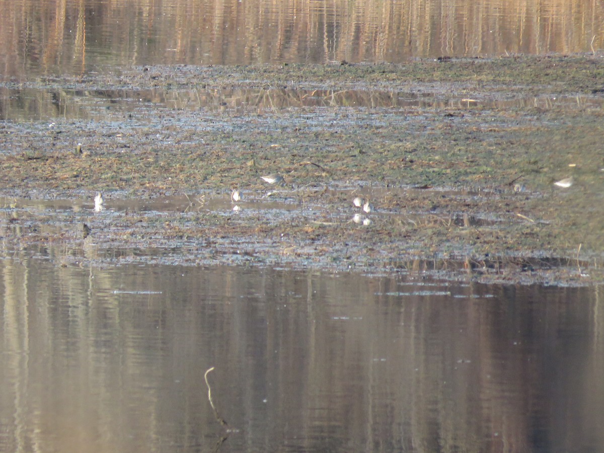 shorebird sp. - ML121136961