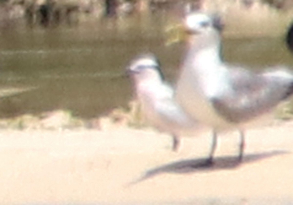 Black-naped Tern - ML121138401