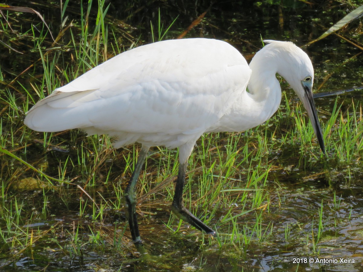 Little Egret - ML121138621