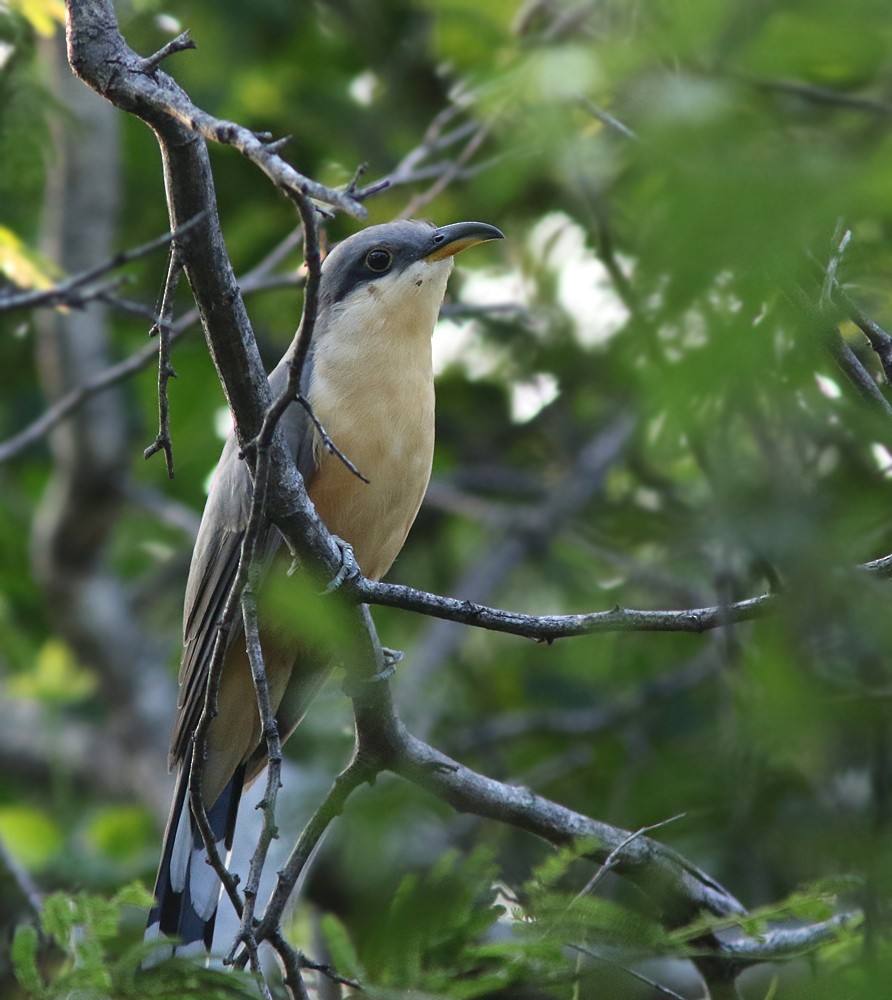 Mangrove Cuckoo - Amy McAndrews