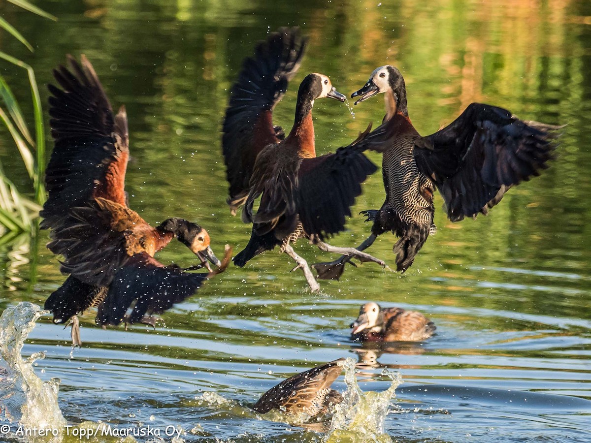 White-faced Whistling-Duck - ML121138961