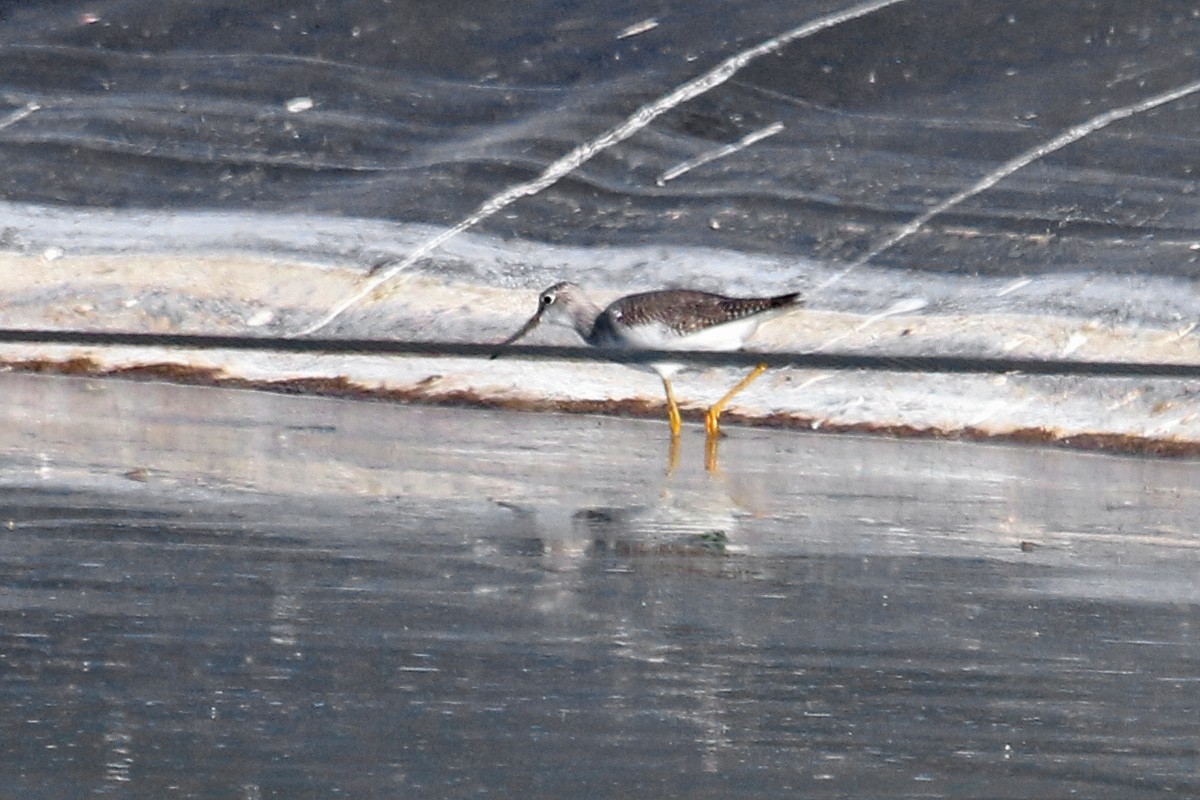 Greater Yellowlegs - ML121140251