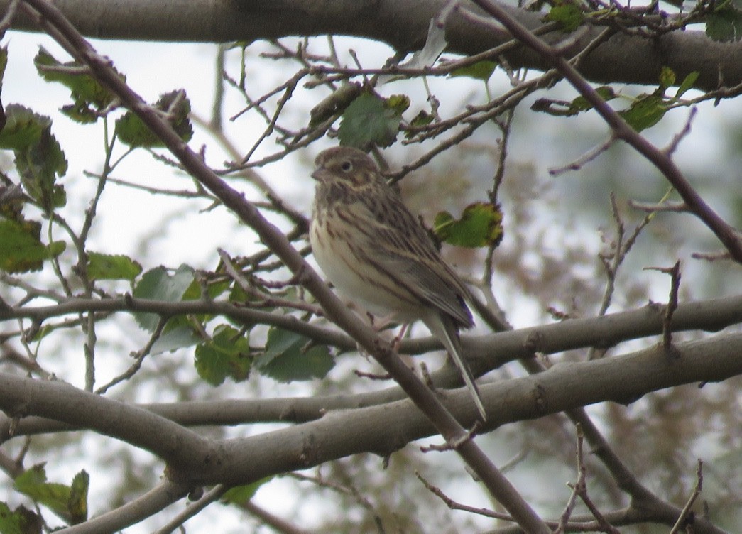 Vesper Sparrow - ML121140321