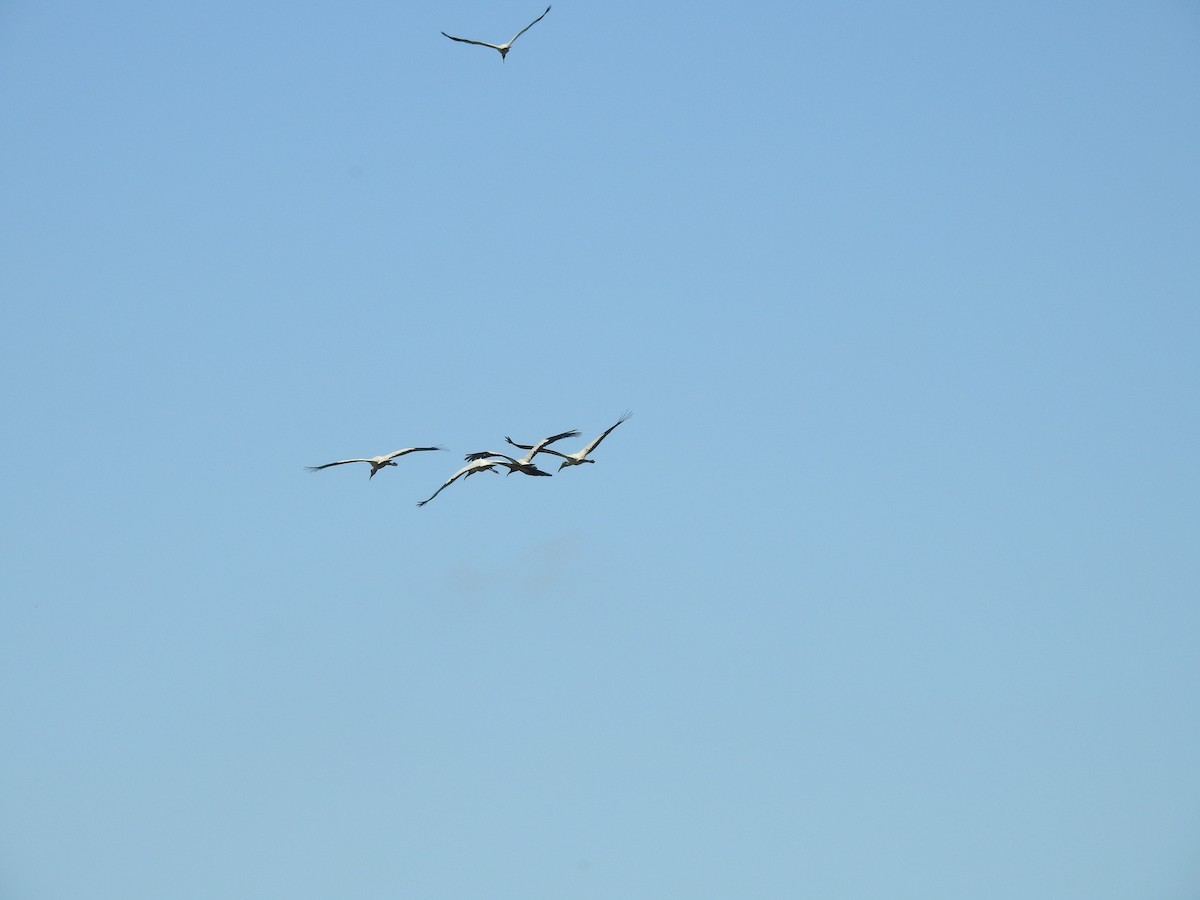 Wood Stork - David Booth