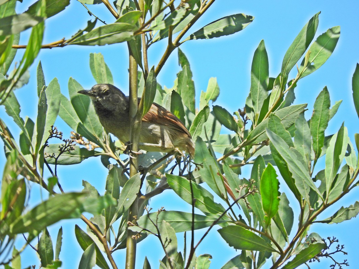 White-bellied Spinetail - Chris Bell