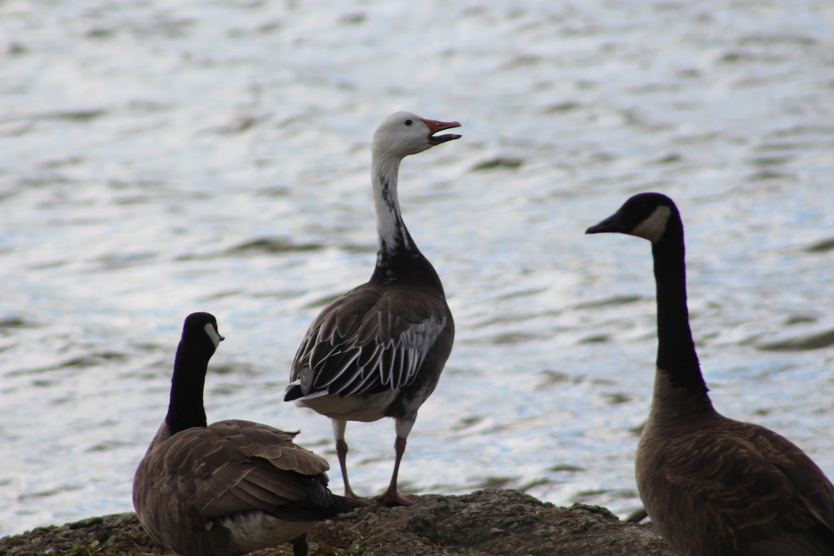 Snow Goose - ML121141801