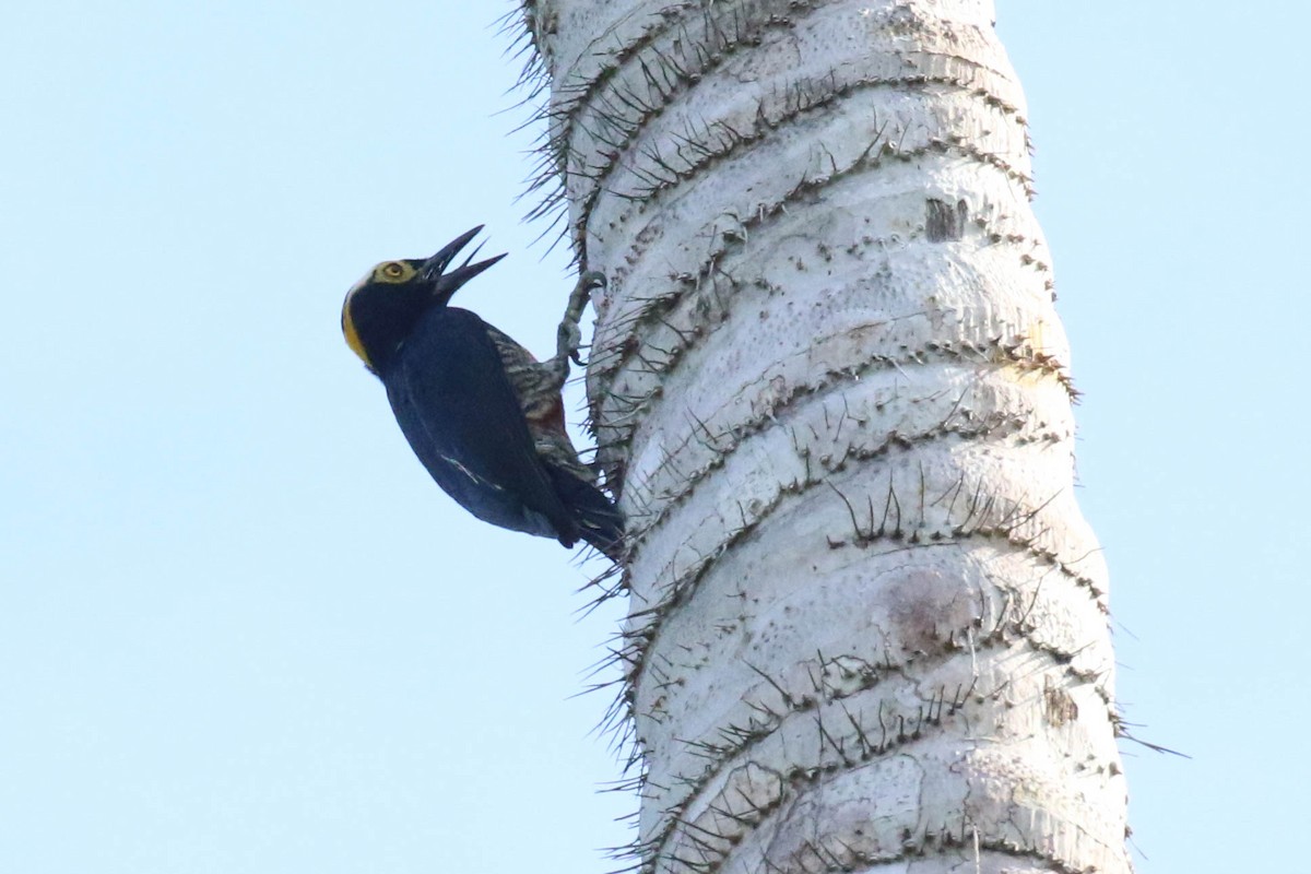 Yellow-tufted Woodpecker - ML121141881