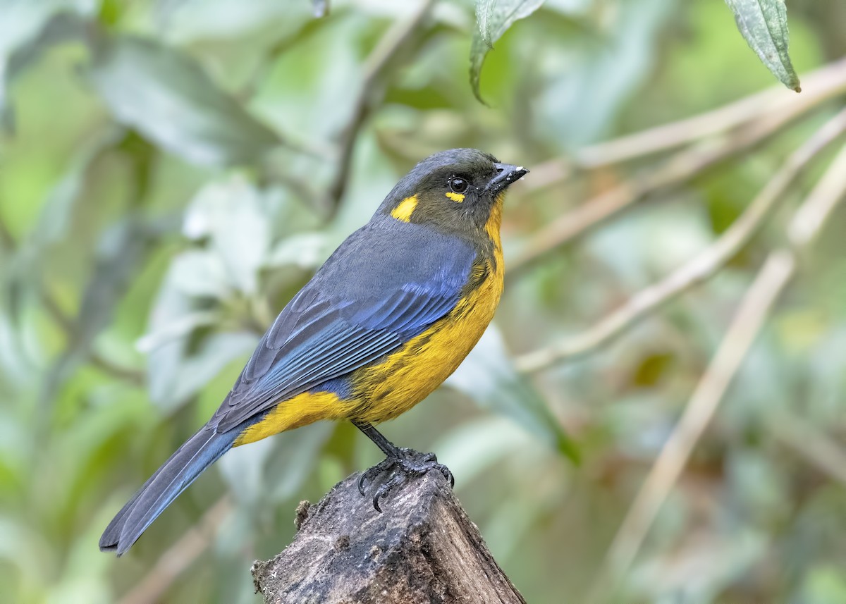 Lacrimose Mountain Tanager - Carl Giometti 🍹