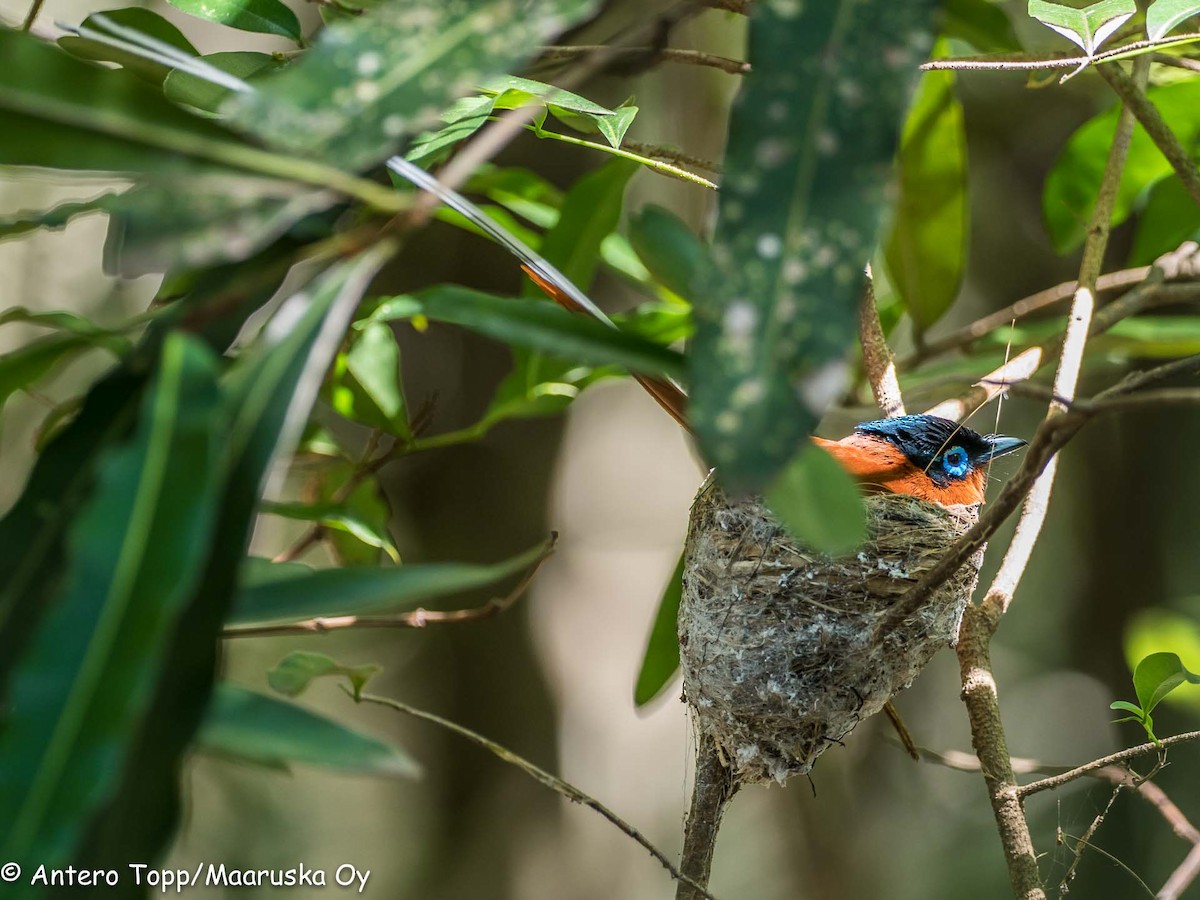 Malagasy Paradise-Flycatcher - Antero Topp