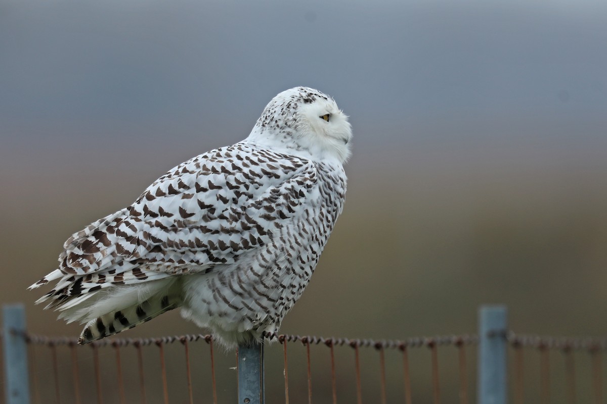 Snowy Owl - ML121142751